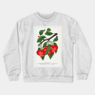 Early Richmond cherry Lithograph (1900) Crewneck Sweatshirt